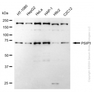 KD-Validated PSIP1 Rabbit mAb (20 μl)