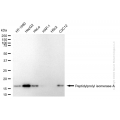 KD-Validated PPIA Rabbit mAb (20 μl)