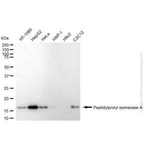 KD-Validated PPIA Rabbit mAb (20 μl)