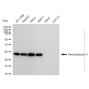 KD-Validated PRDX3 Rabbit mAb (20 μl)