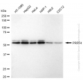 KD-Validated PRPF4 Rabbit mAb (20 μl)