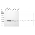KD-Validated PMF1 Rabbit mAb (20 μl)