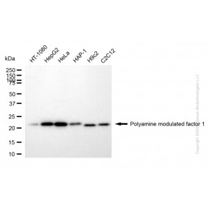 KD-Validated PMF1 Rabbit mAb (20 μl)