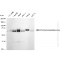 KD-Validated PREPL Rabbit mAb (20 μl)