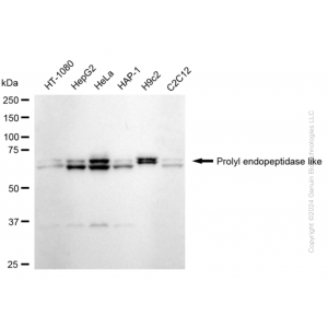 KD-Validated PREPL Rabbit mAb (20 μl)