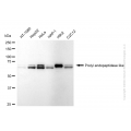 KD-Validated PREPL Rabbit mAb (20 μl)
