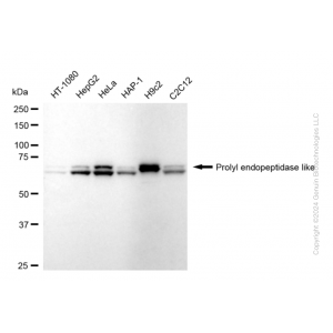 KD-Validated PREPL Rabbit mAb (20 μl)