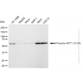 KD-Validated Phospho-AKT1 (S124) Rabbit mAb (20 μl)