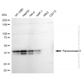 KD-Validated PON2 Rabbit mAb (20 μl)