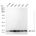 KD-Validated SDHC Rabbit mAb (20 μl)