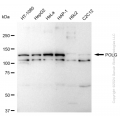 KD-Validated POLG Rabbit mAb (20 μl)