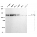 KD-Validated RNF40 Rabbit mAb (20 μl)