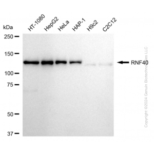 KD-Validated RNF40 Rabbit mAb (20 μl)