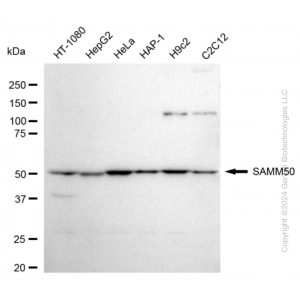 KD-Validated SAMM50 Rabbit mAb (20 μl)