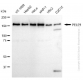 KD-Validated PELP1 Rabbit mAb (20 μl)