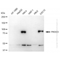 KD-Validated PIK3C3 Rabbit mAb (20 μl)