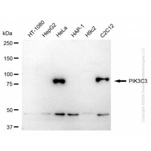KD-Validated PIK3C3 Rabbit mAb (20 μl)