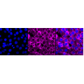 KD-Validated Fibronectin 1 Rabbit mAb (20 μl)