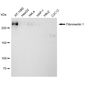 KD-Validated Fibronectin 1 Rabbit mAb (20 μl)