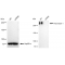KD-Validated Fibronectin 1 Rabbit mAb (20 μl)
