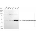 KD-Validated PDK1 Rabbit mAb (20 μl)