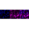 KD-Validated DNAJC12 Rabbit mAb (20 μl)