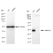 KD-Validated DNAJC12 Rabbit mAb (20 μl)