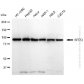 KD-Validated SFPQ Rabbit mAb (20 μl)