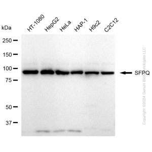 KD-Validated SFPQ Rabbit mAb (20 μl)