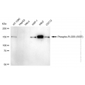 KD-Validated Phospho-PLCB3 (S537) Rabbit mAb (20 μl)