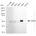 KD-Validated NHERF1 Rabbit mAb (20 μl)