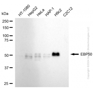 KD-Validated NHERF1 Rabbit mAb (20 μl)