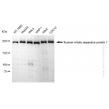 KD-Validated NUMA1 Rabbit mAb (20 μl)