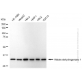 KD-Validated MDH1 Rabbit mAb (20 μl)