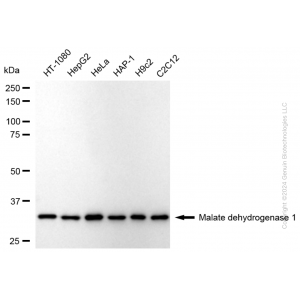 KD-Validated MDH1 Rabbit mAb (20 μl)
