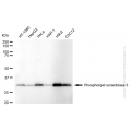 KD-Validated PLSCR3 Rabbit mAb (20 μl)