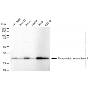 KD-Validated PLSCR3 Rabbit mAb (20 μl)
