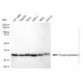 KD-Validated PPA1 Rabbit mAb (20 μl)