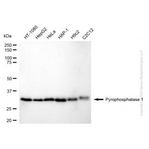KD-Validated PPA1 Rabbit mAb (20 μl)
