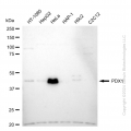 KD-Validated PDX1 Rabbit mAb (20 μl)