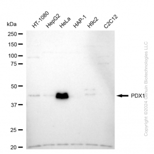 KD-Validated PDX1 Rabbit mAb (20 μl)