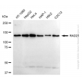 KD-Validated RAD21 Rabbit mAb (20 μl)