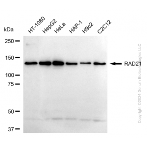 KD-Validated RAD21 Rabbit mAb (20 μl)