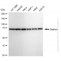KD-Validated RDX Rabbit mAb (20 μl)
