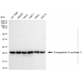 KD-Validated PTGES3 Rabbit mAb (20 μl)