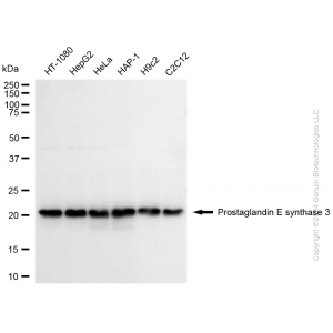 KD-Validated PTGES3 Rabbit mAb (20 μl)