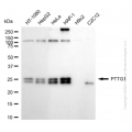 KD-Validated PTTG1 Rabbit mAb (20 μl)