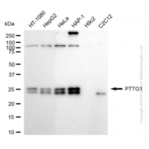 KD-Validated PTTG1 Rabbit mAb (20 μl)