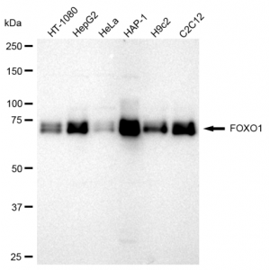 KD-Validated FOXO1 Rabbit mAb (20 μl)