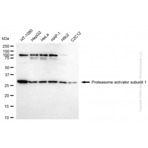 KD-Validated PSME1 Rabbit mAb (20 μl)